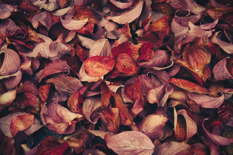 leaves