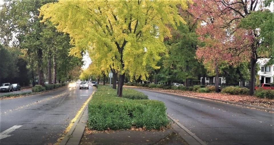 street and trees