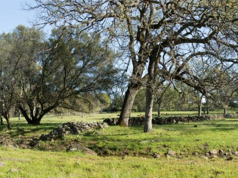 Childs meadow grass and tree image